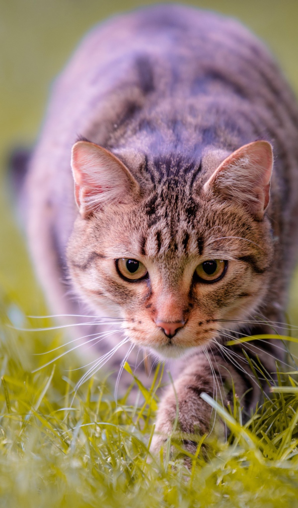 Серая кошка крадется по зеленой траве 