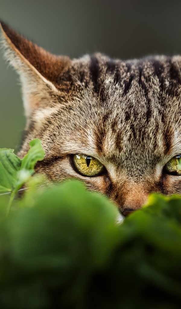 Серый кот с зелеными глазами прячется в траве 