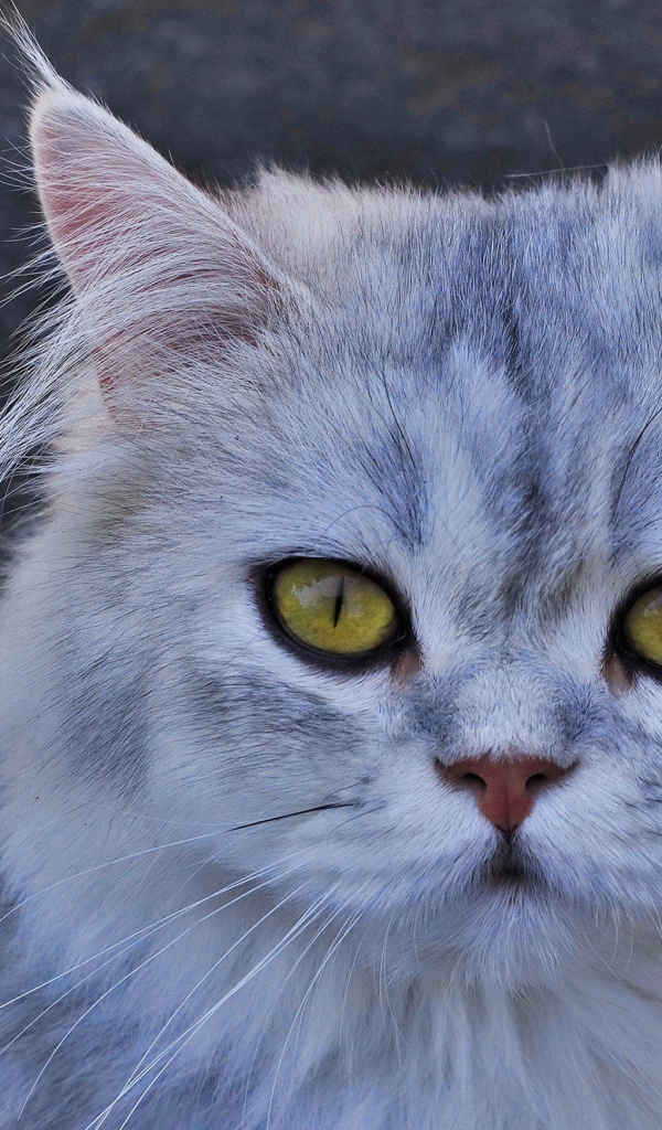 Серая кошка с желтыми глазами 