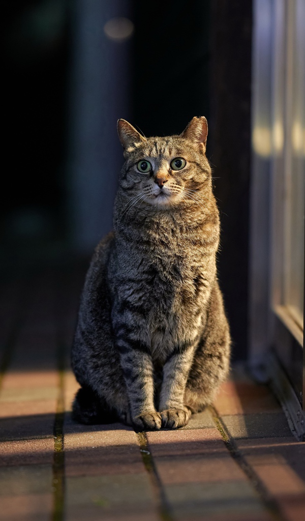 Серый домашний кот сидит у двери 