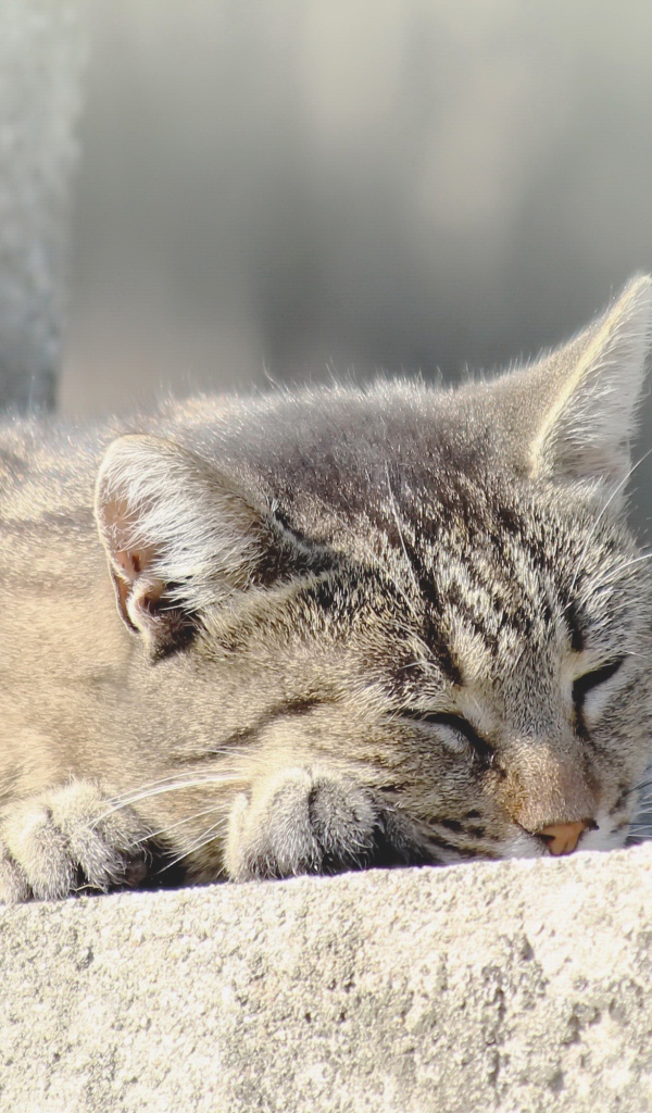 Серый домашний кот спит на улице