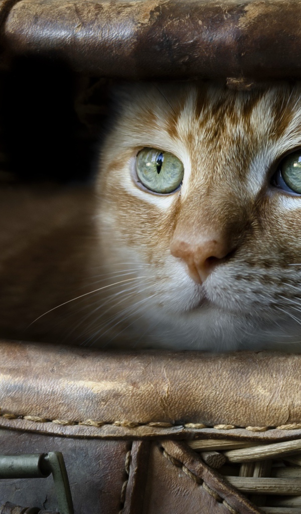 Зеленоглазый рыжий кот в корзине