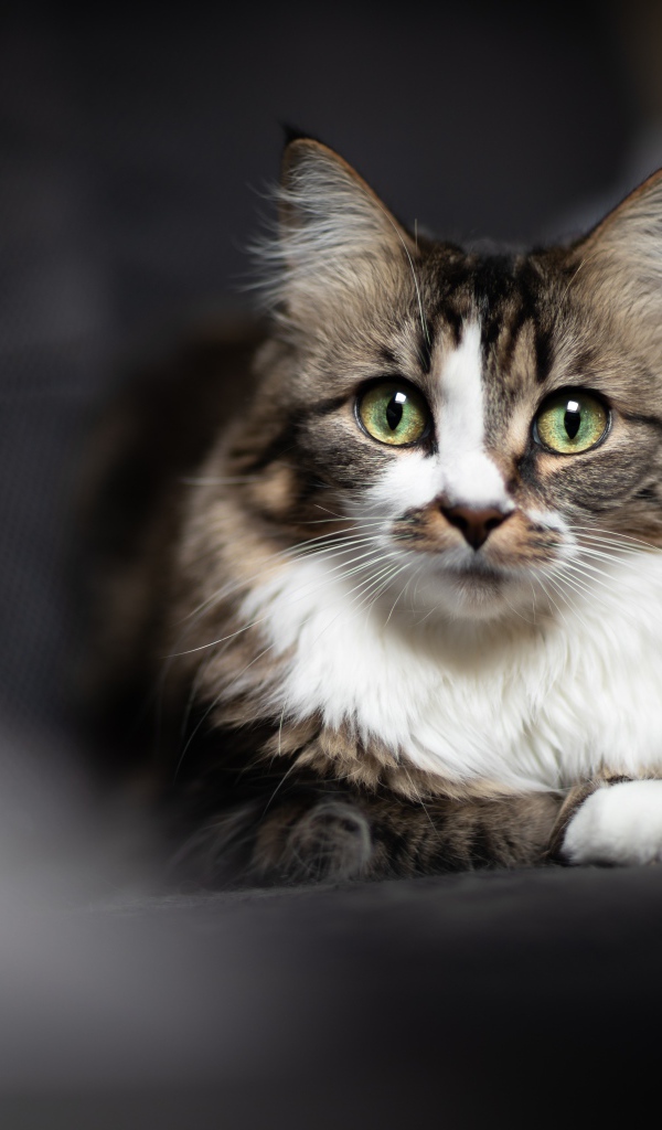 Зеленоглазый серый кот лежит на сером покрывале 