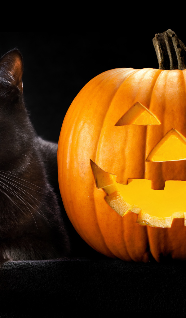 Черный кот с тыквой на Хэллоуин