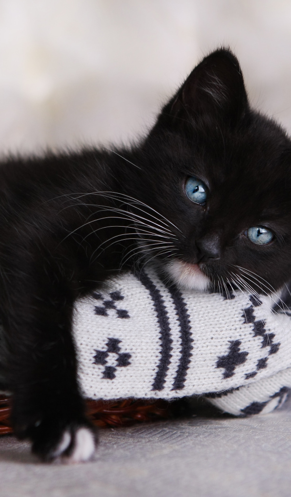 Маленький черный котенок лежит в корзинке 