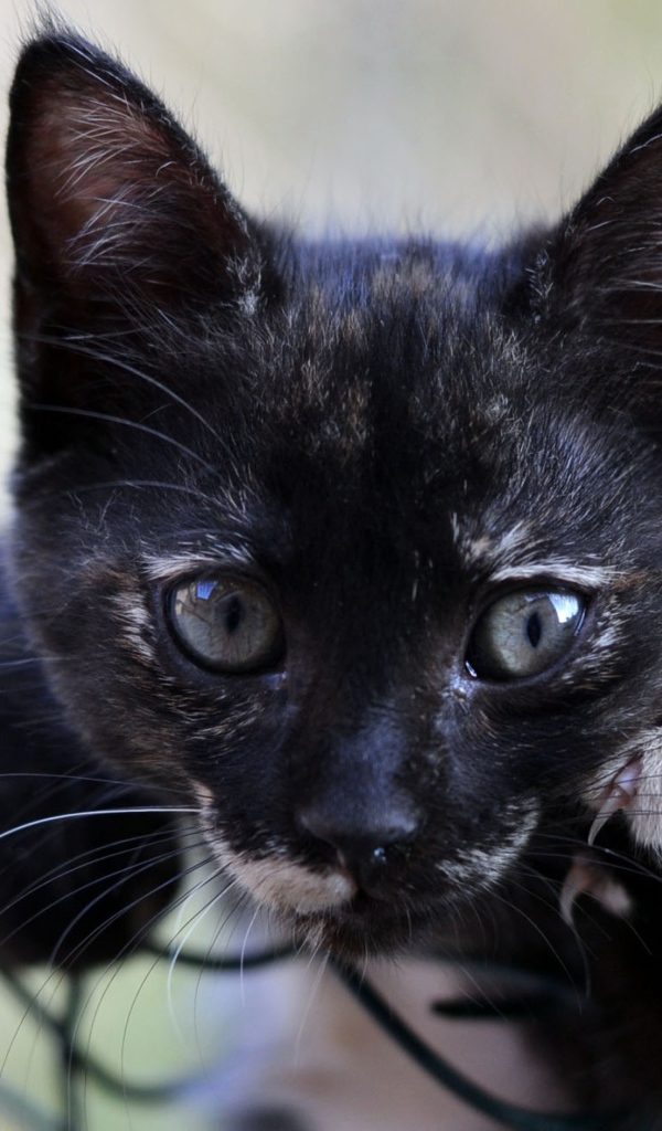 Маленький черный котенок лежит на сетке 