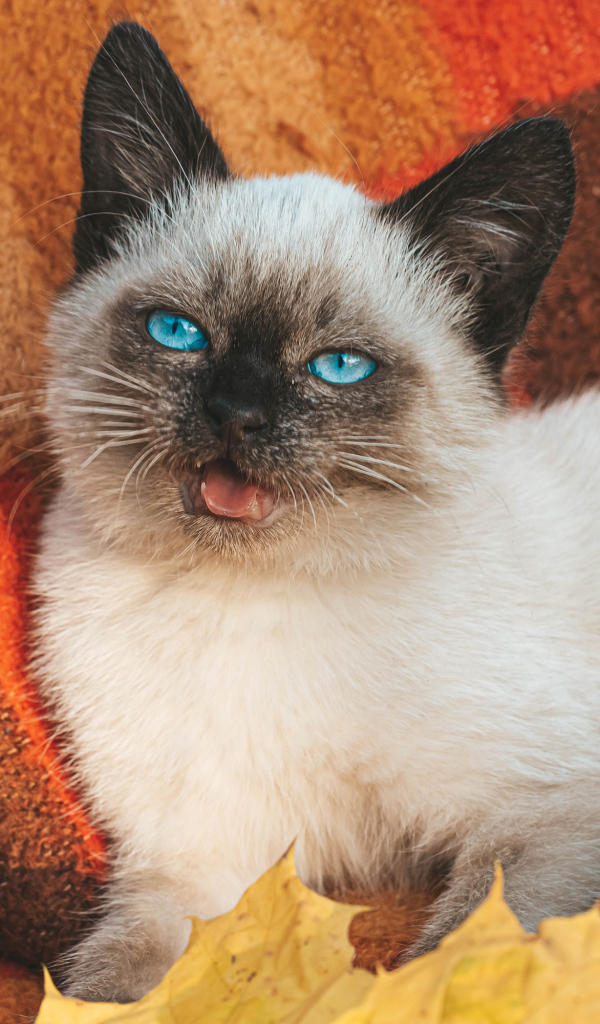 Маленький голубоглазый сиамский котенок лежит на одеяле