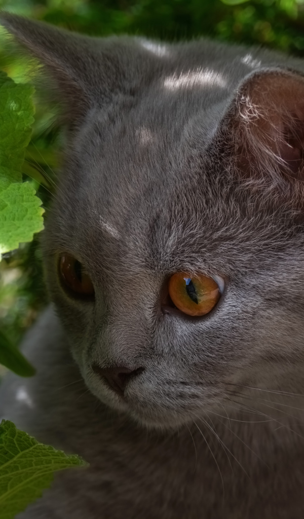Маленький британский котенок в зеленых листьях