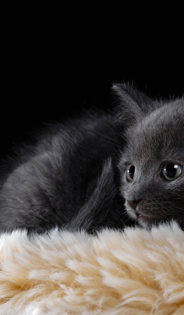 Маленький британский котенок лежит на меховой подстилке 