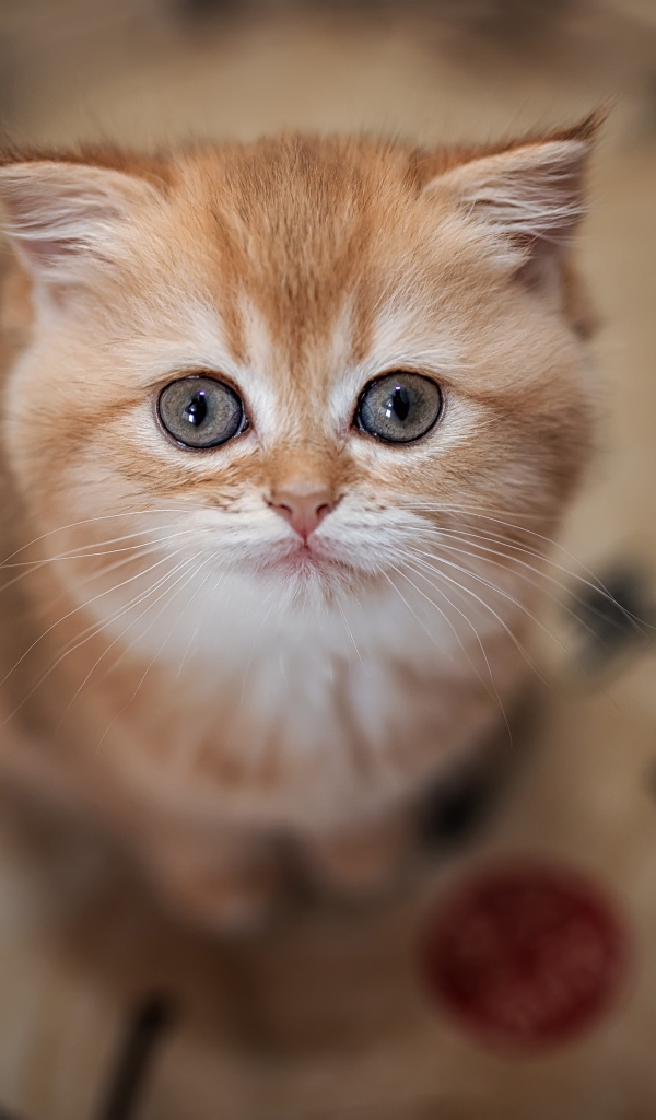 Маленький милый рыжий котенок крупным планом