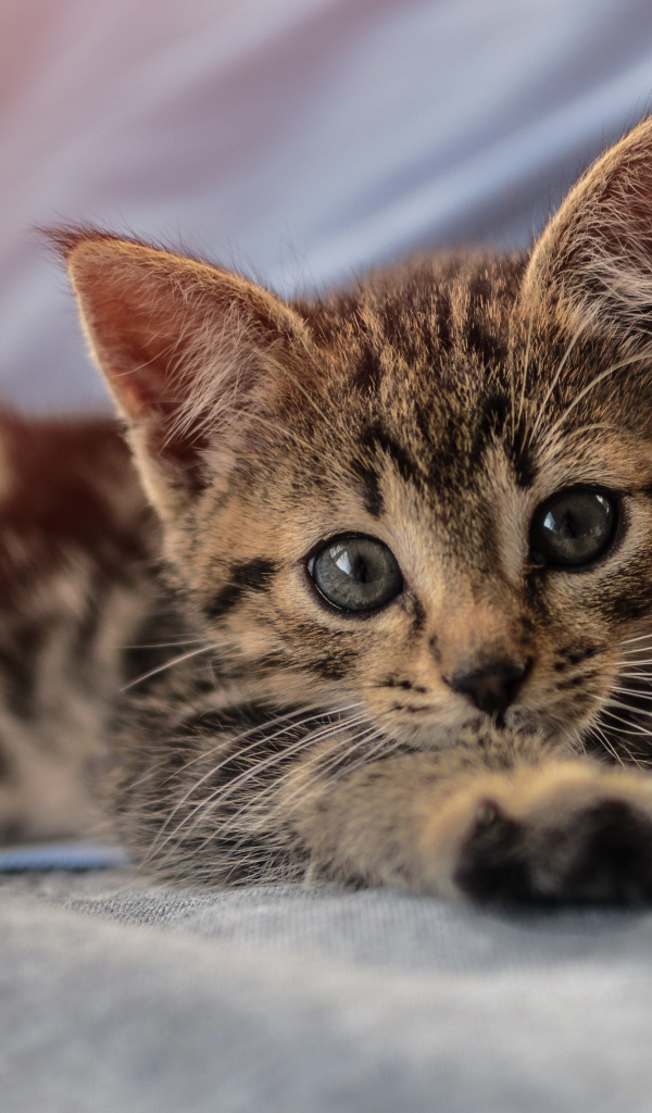 Маленький милый серый котенок лежит на руках