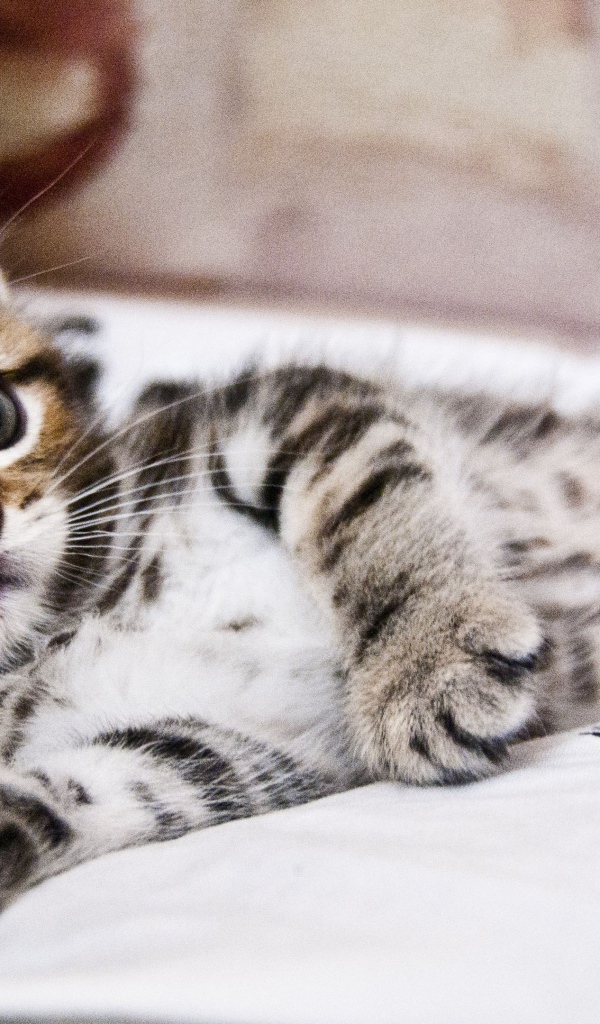 Маленький милый серый полосатый котенок лежит на кровати 