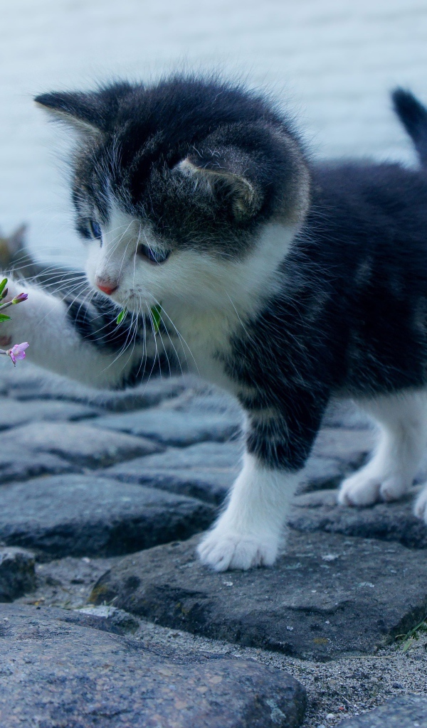 Маленький милый котенок играет с цветком