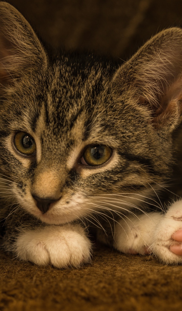 Маленький забавный серый котенок  в домике