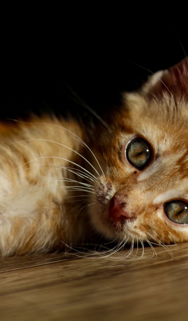 Маленький рыжий котенок лежит на полу 