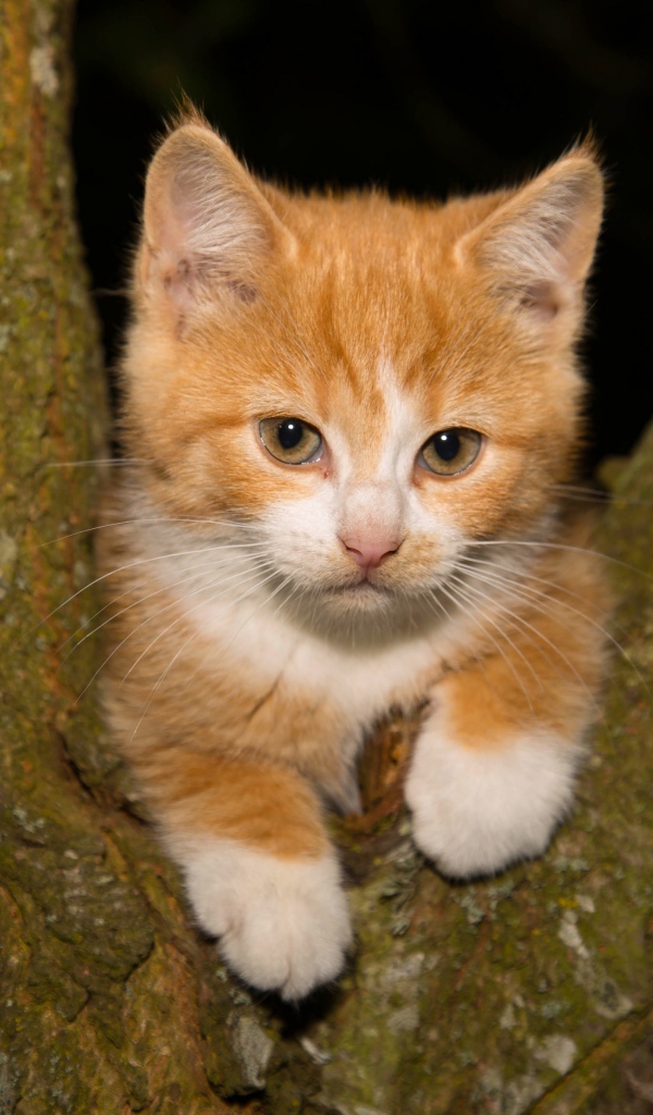 Маленький рыжий котенок сидит на дереве