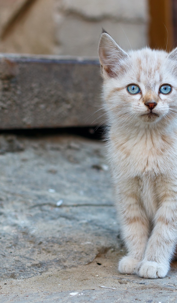 Маленький рыжий бездомный котенок