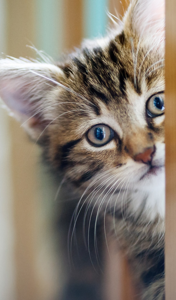 Маленький серый котенок играет 