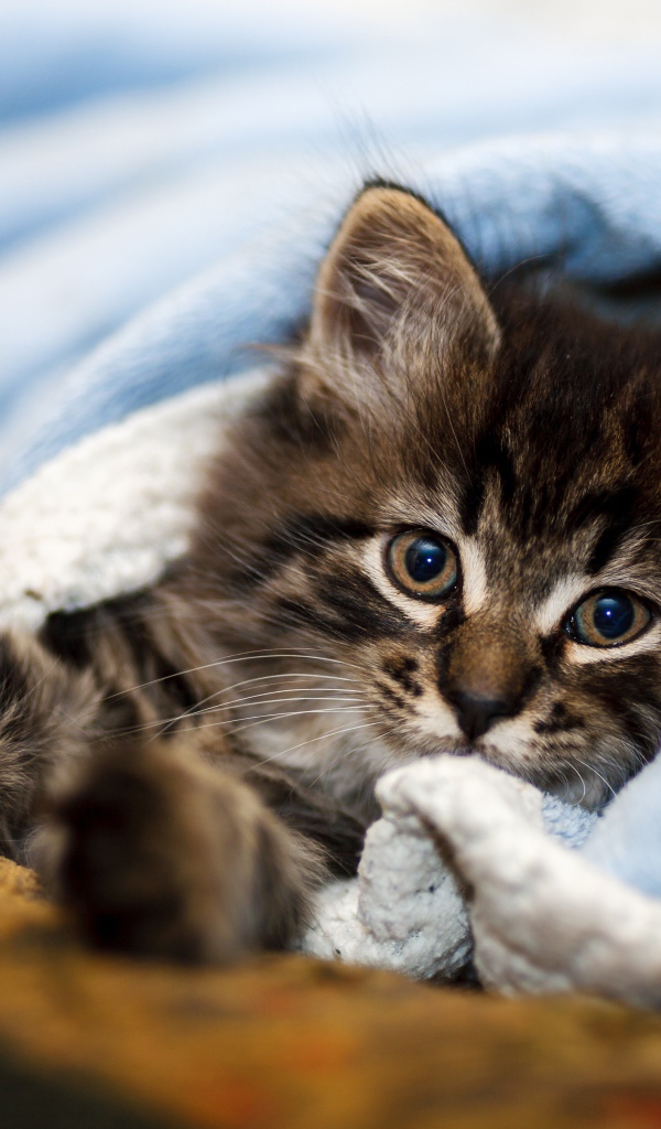Маленький серый котенок лежит под голубым покрывалом