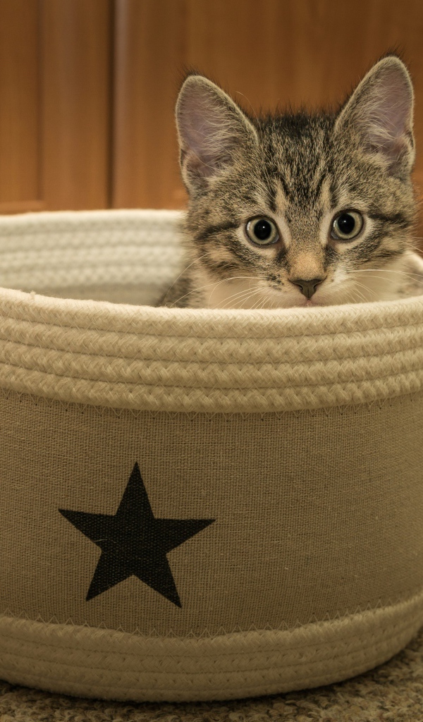 Маленький серый котенок на лежанке