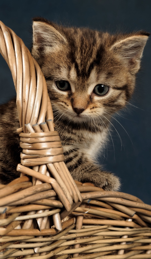 Маленький серый котенок сидит в плетеной корзине