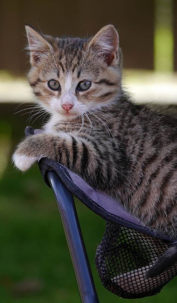 Маленький серый котенок сидит на стуле