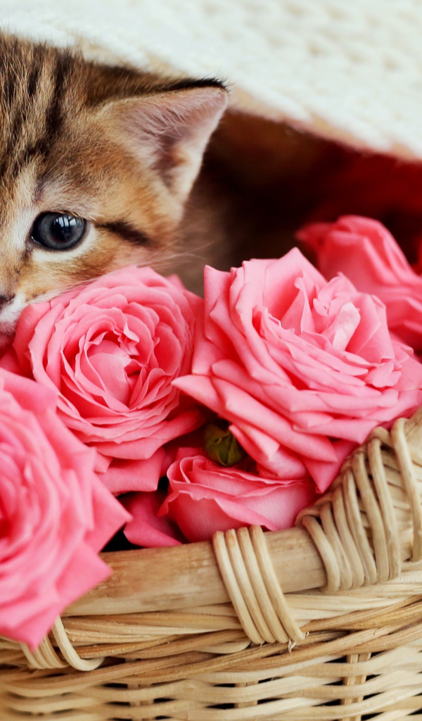 Маленький серый котенок под покрывалом в корзине с розами 