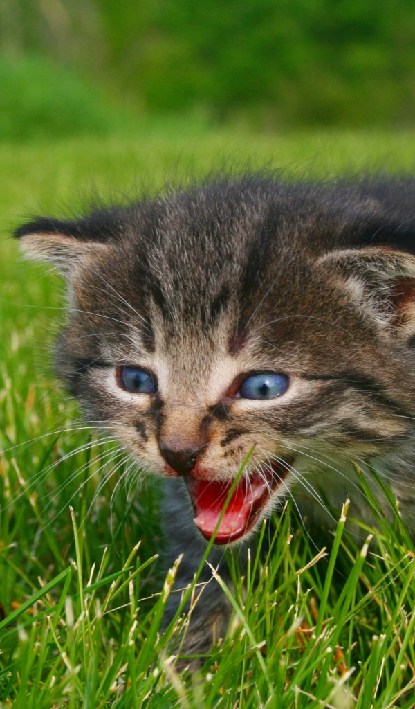 Маленький серый котенок идет по зеленой траве