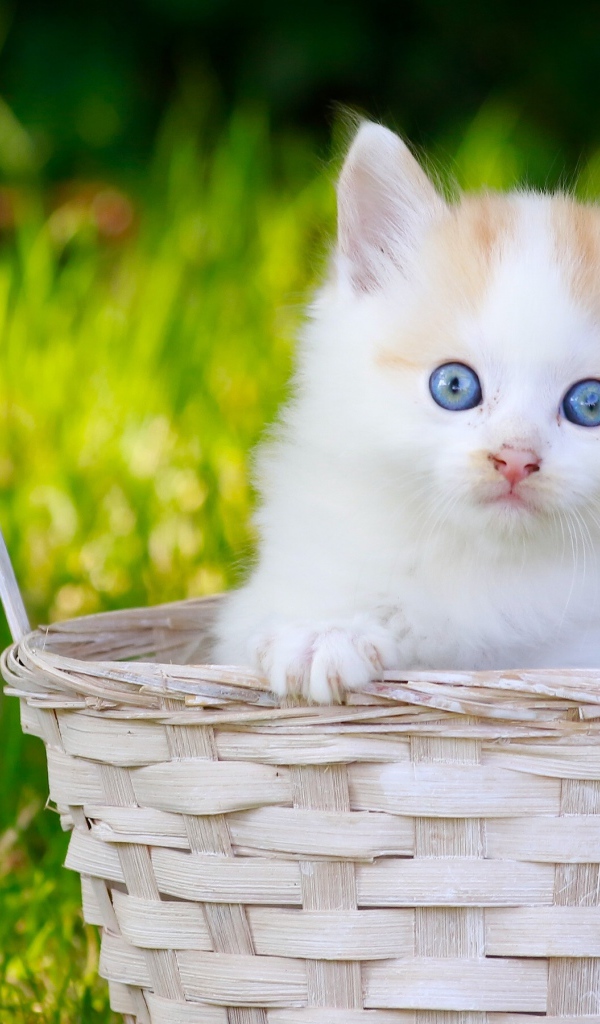 Маленький котенок в корзине на зеленой траве