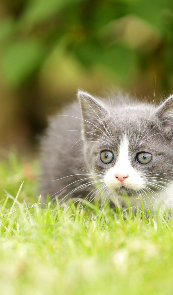 Маленький котенок лежит на зеленой траве