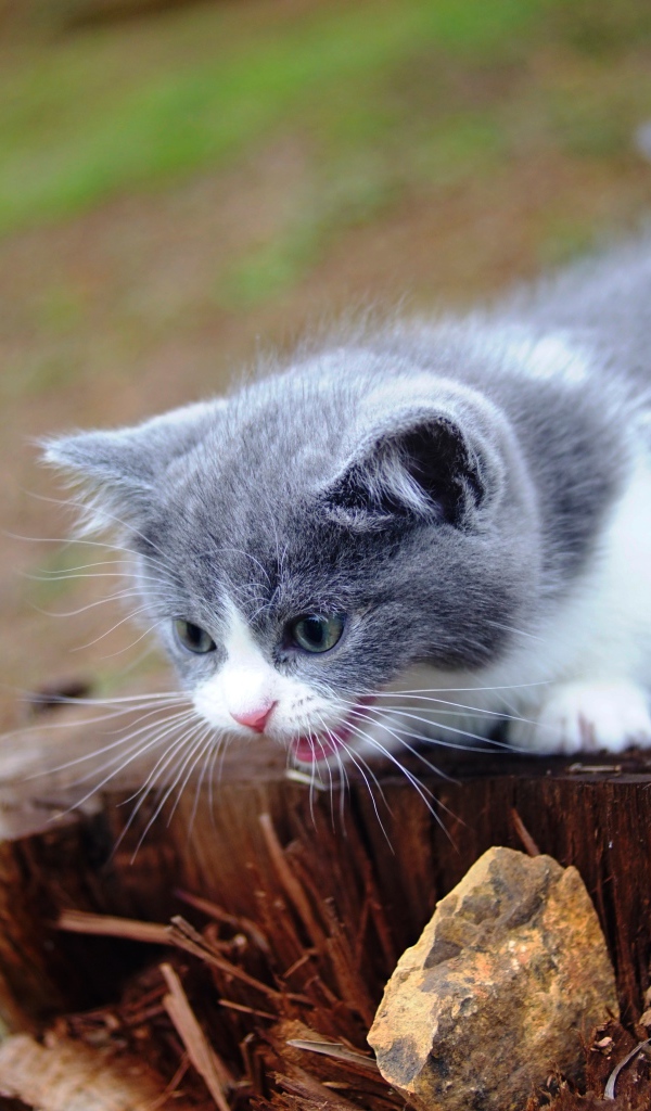 Маленький котенок кричит на старом пне