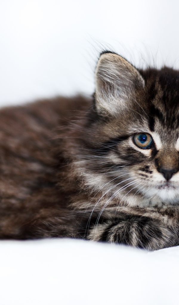 Маленький породистый серый котенок лежит на белом покрывале 