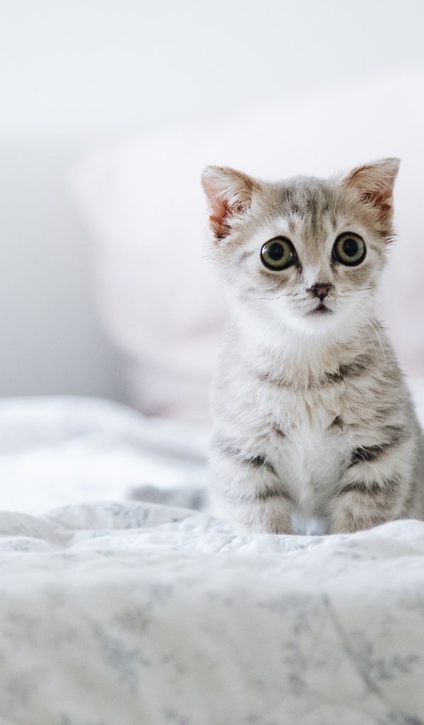 Маленький испуганный котенок сидит на кровати 