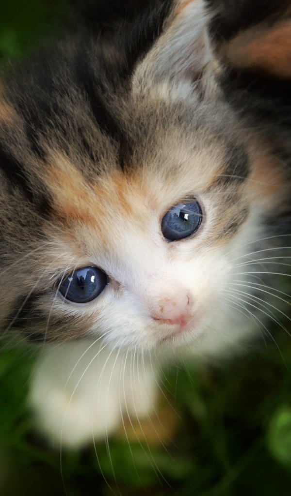 Маленький трехцветный котенок сидит в зеленой траве