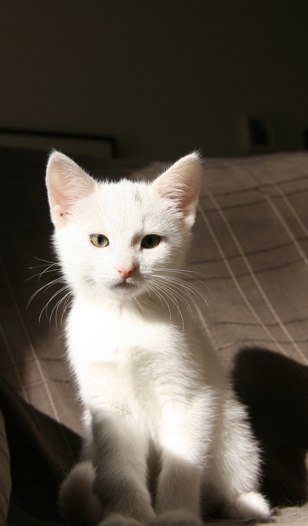 Маленький  белый котенок лежит на кровати 