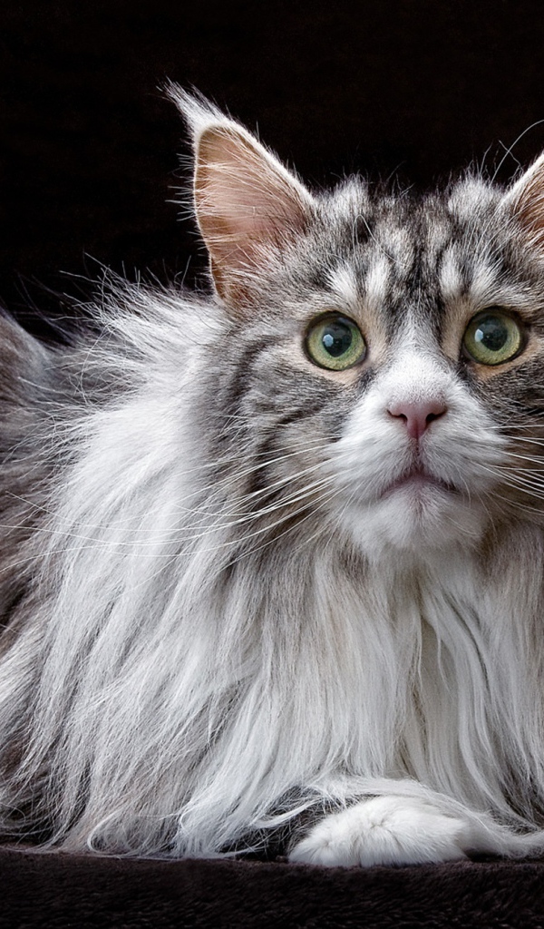 Большой кот породы мейн кун  на черном фоне