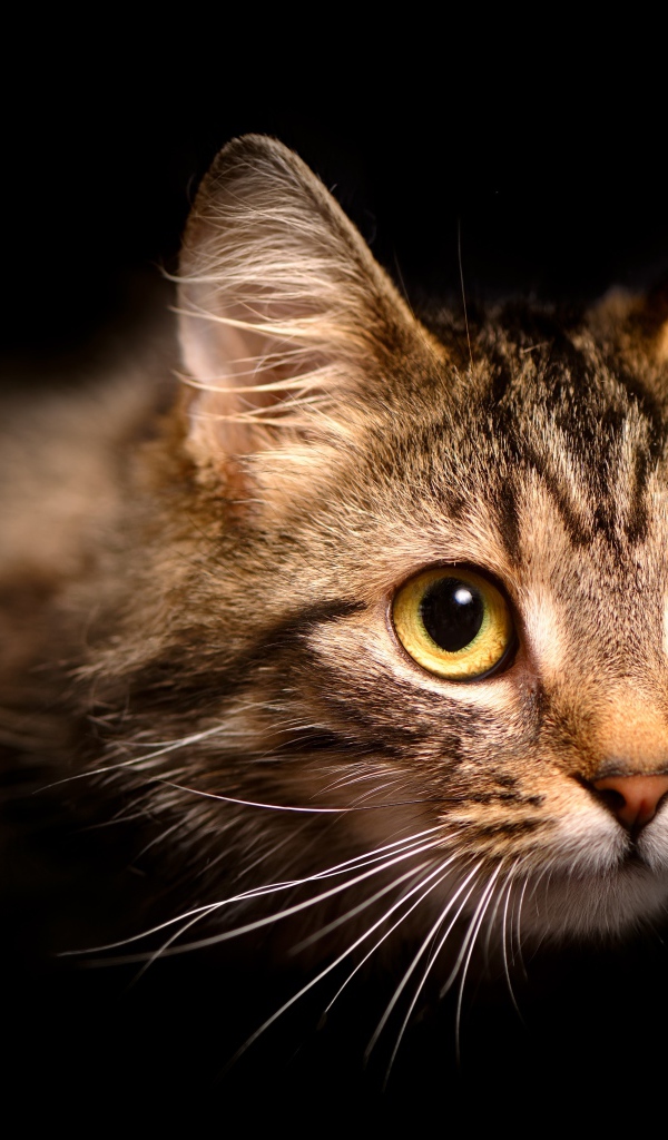 Морда пушистой серой кошки на черном фоне