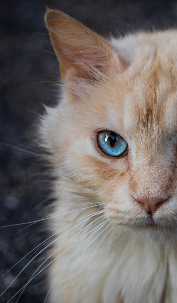 Морда рыжего голубоглазого кота крупным планом