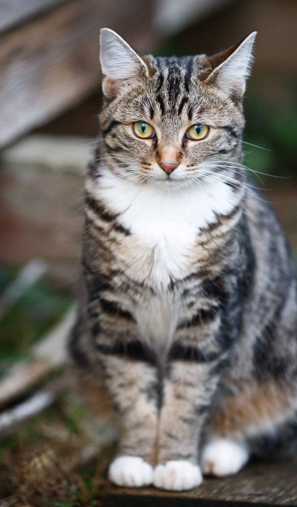 Задумчивый серый кот сидит на деревянной лавке