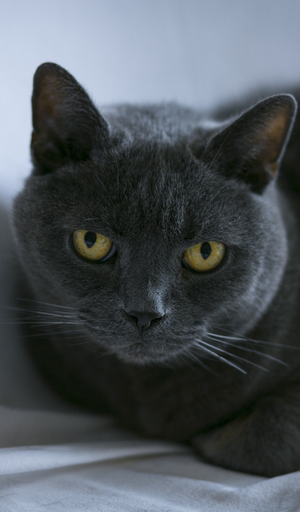 Породистый британский кот лежит на сером покрывале 