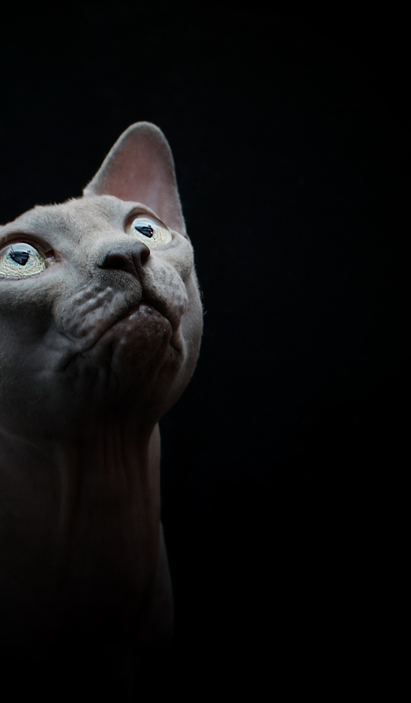 Породистый кот породы сфинкс на черном фоне