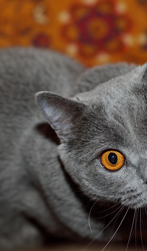 Породистый британский кот с желтыми глазами