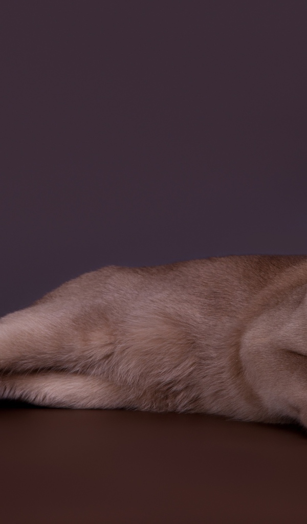 Породистый кот лежит на сером фоне