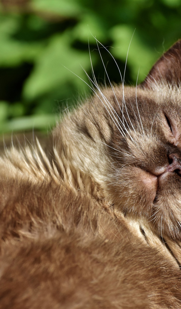 Породистый кот спит в лучах солнца