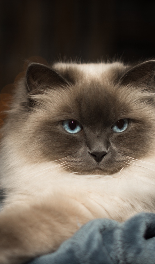 Породистый пушистый голубоглазый кот лежит на кровати