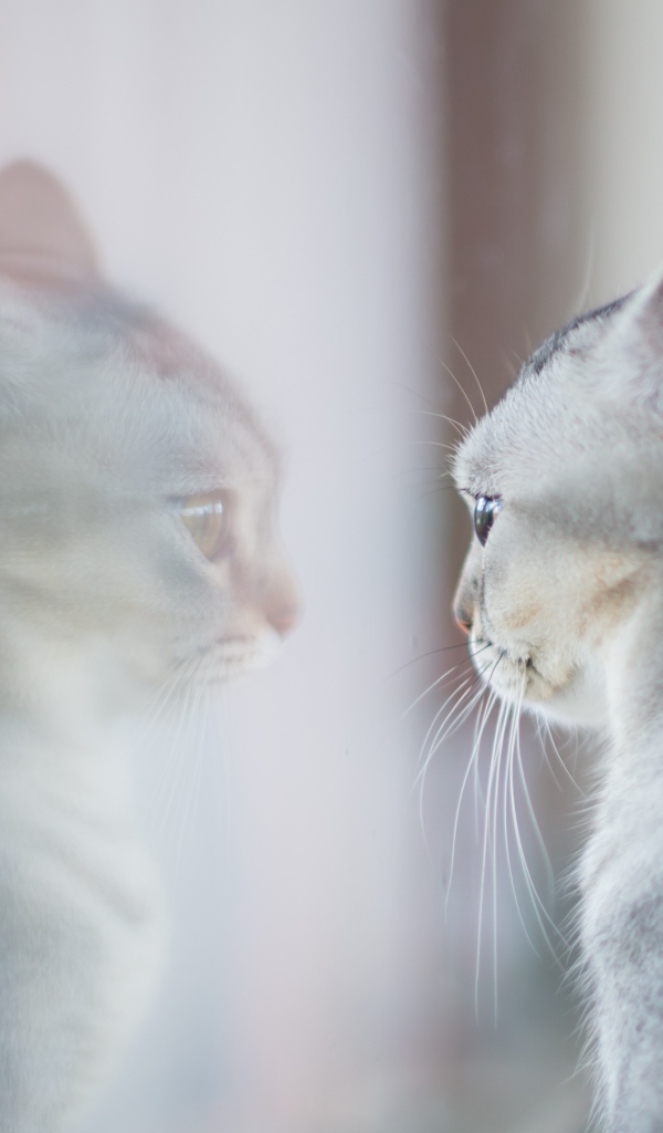 Породистая серая кошка отражается в окне