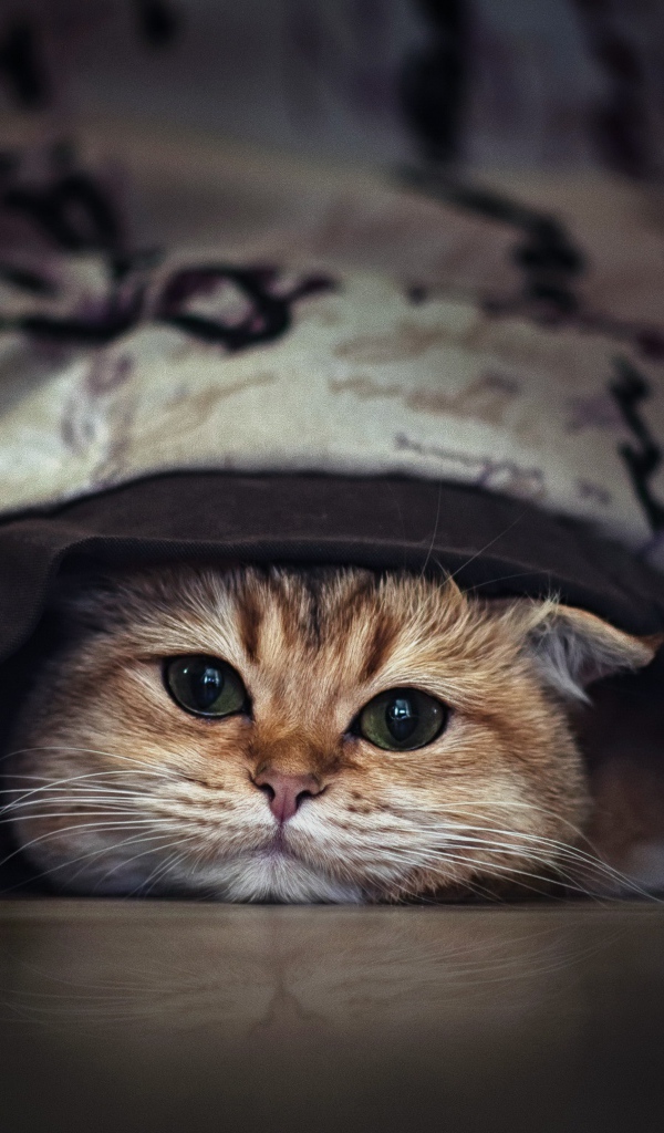 Породистый зеленоглазый кот прячется под кроватью 