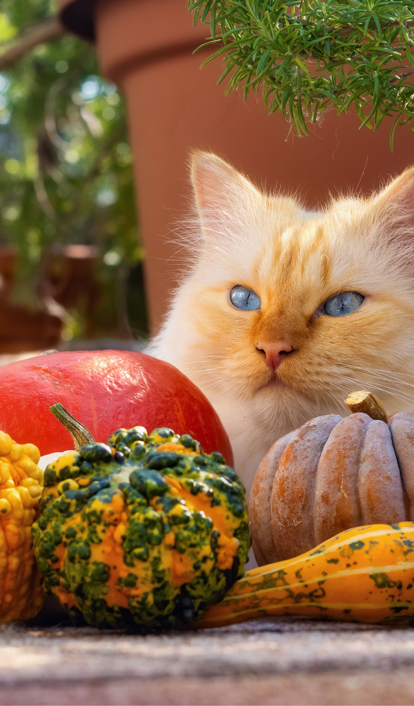Рыжий голубоглазый кот с тыквами