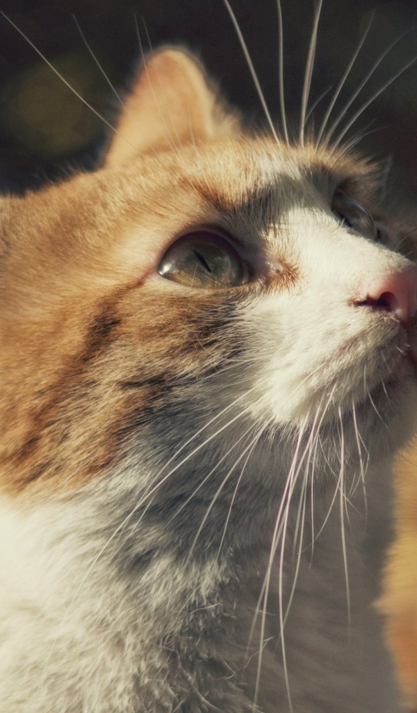 Рыжий с белым кот смотрит вверх 