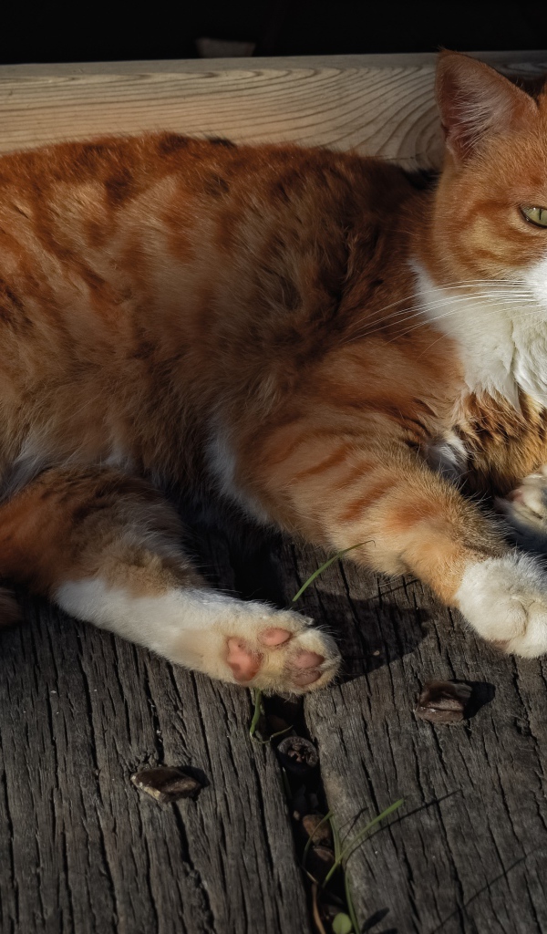 Рыжий кот в лучах солнца лежит на досках 